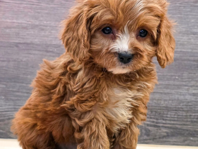 Cavapoo puppy for sale