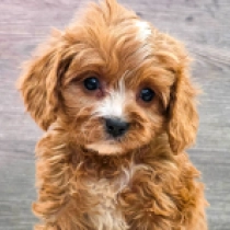 Micronia – F1, golden Cavapoo for sale