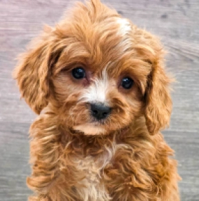Cavapoo puppy for sale
