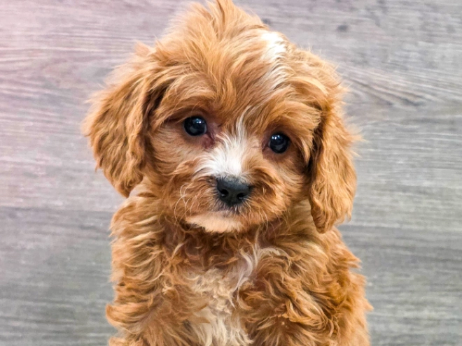 Cavapoo puppy for sale