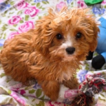 Micronia – F1, golden Cavapoo Welpen kaufen