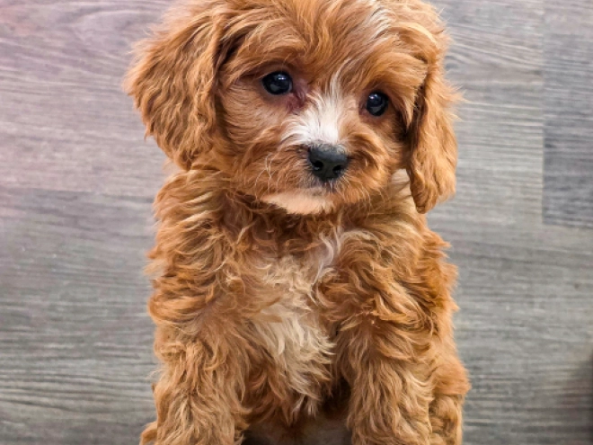 Cavapoo puppy for sale
