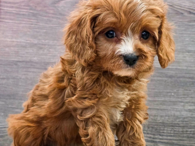 Cavapoo puppy for sale