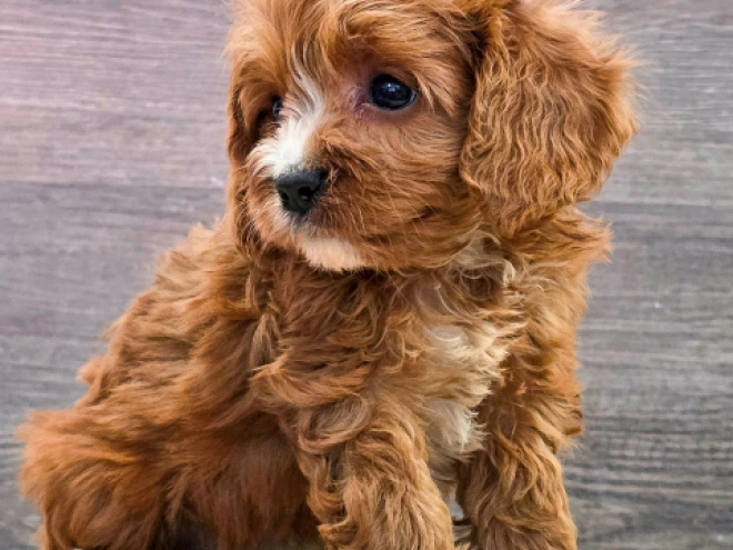 Cavapoo puppy for sale