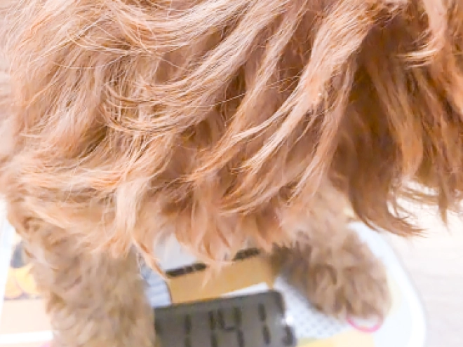 Cavapoo puppy for sale
