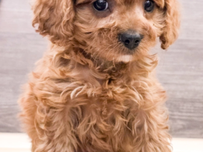 Cavapoo puppy for sale