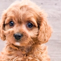 Mini Honey – F1, golden Cavapoo for sale