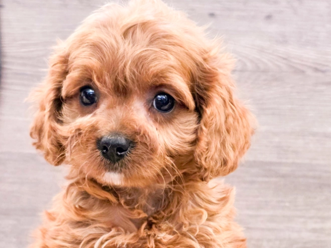 Cavapoo puppy for sale
