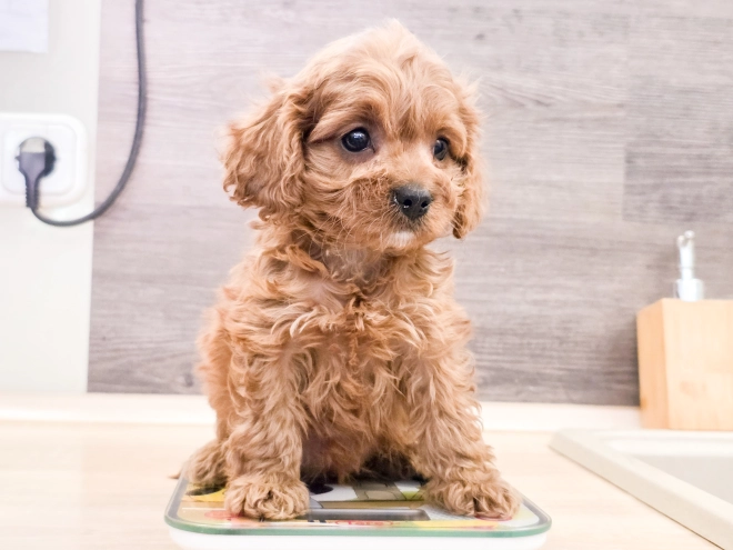 Cavapoo puppy for sale