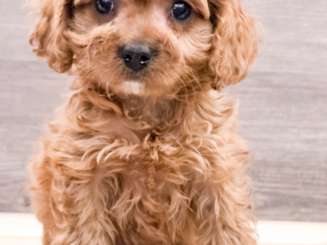 Cavapoo puppy for sale