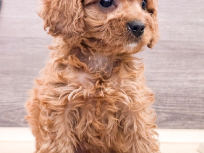 Cavapoo puppy for sale