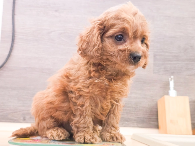 Cavapoo puppy for sale