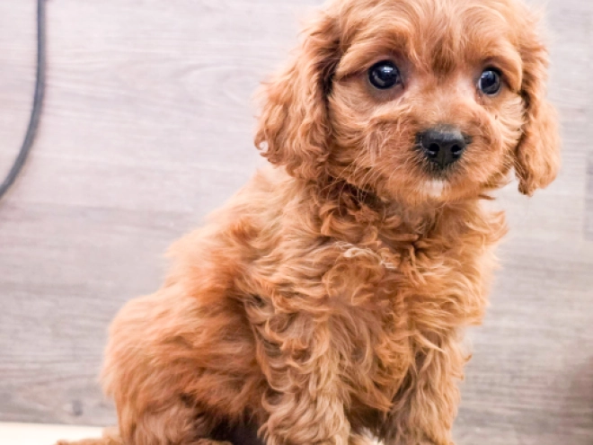 Cavapoo puppy for sale