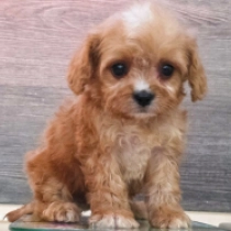 Micron – F1, golden Cavapoo for sale