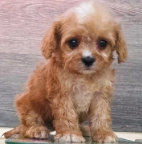 Cavapoo puppy for sale