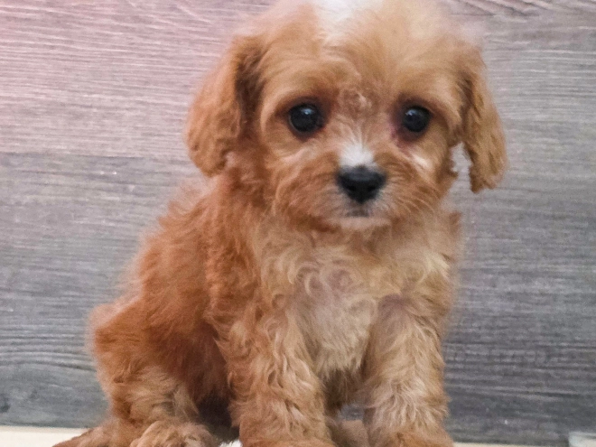 Cavapoo puppy for sale
