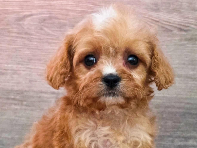 Cavapoo puppy for sale