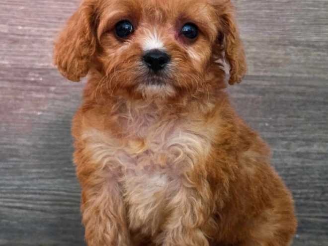 Cavapoo puppy for sale