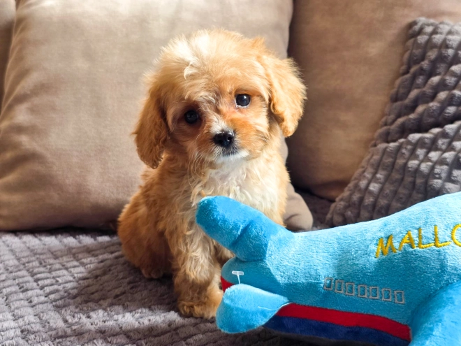 Cavapoo puppy for sale