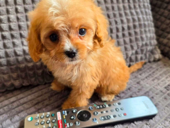 Cavapoo puppy for sale