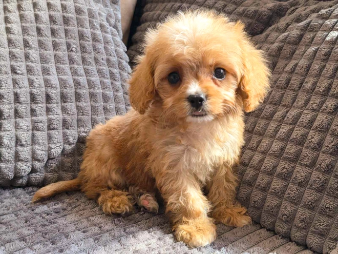 Cavapoo puppy for sale