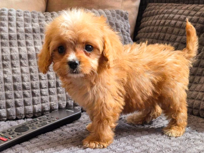 Cavapoo puppy for sale