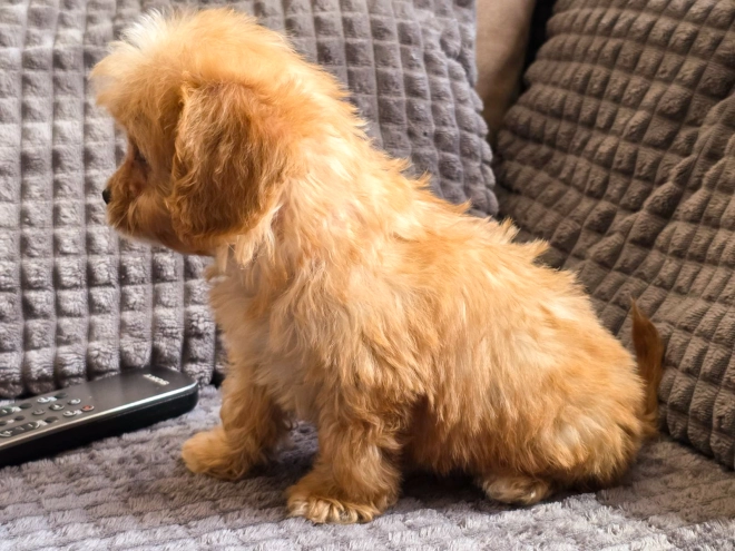 Cavapoo puppy for sale