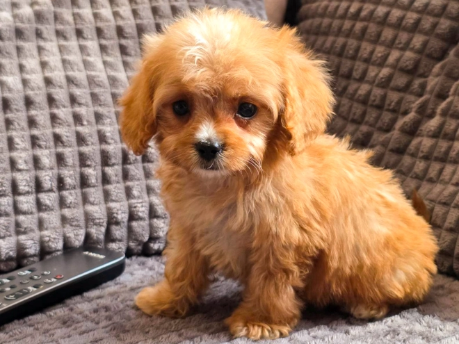 Cavapoo puppy for sale