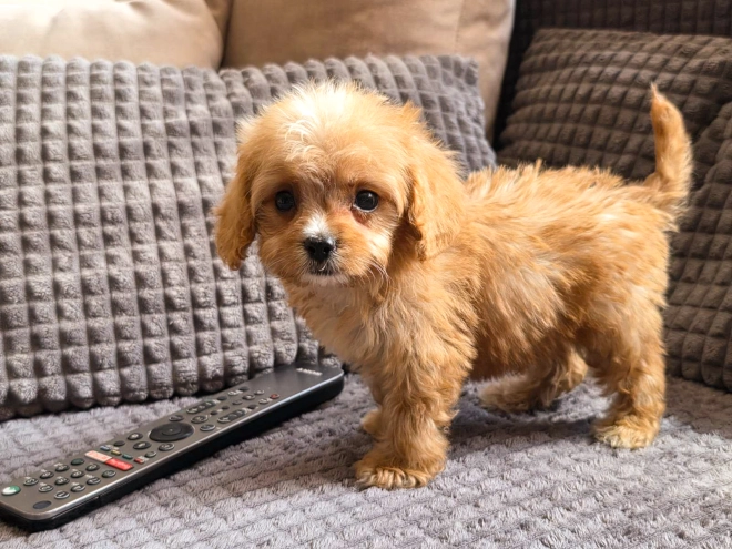 Cavapoo puppy for sale