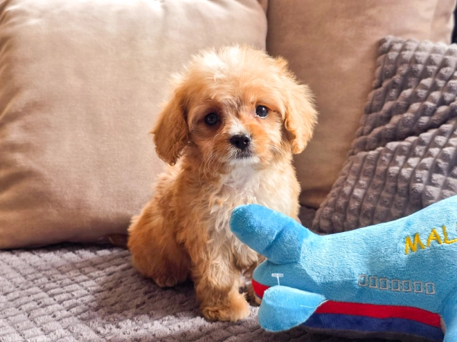 Cavapoo puppy for sale
