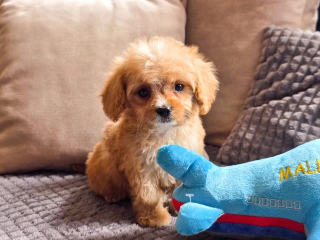 Cavapoo puppy for sale