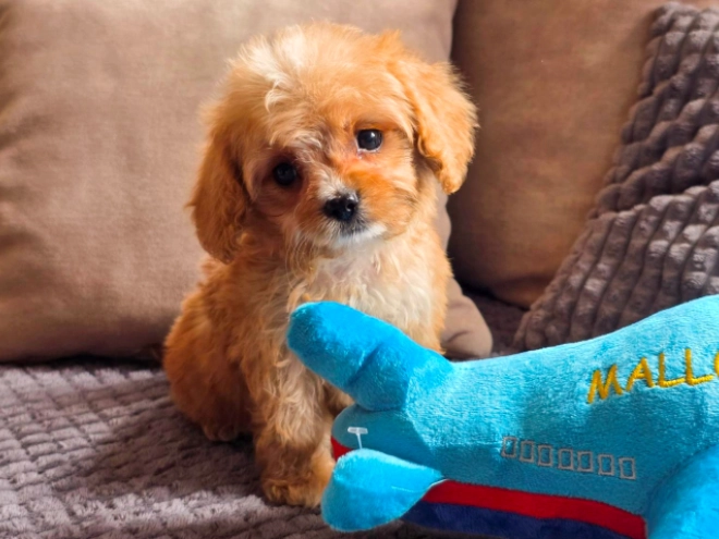 Cavapoo puppy for sale