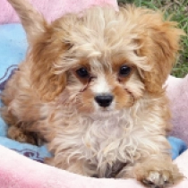 Micron – F1, golden Cavapoo for sale