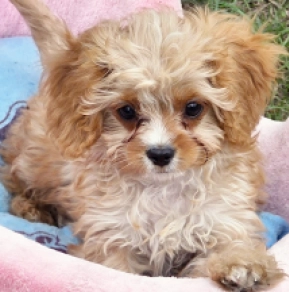 Cavapoo puppy for sale