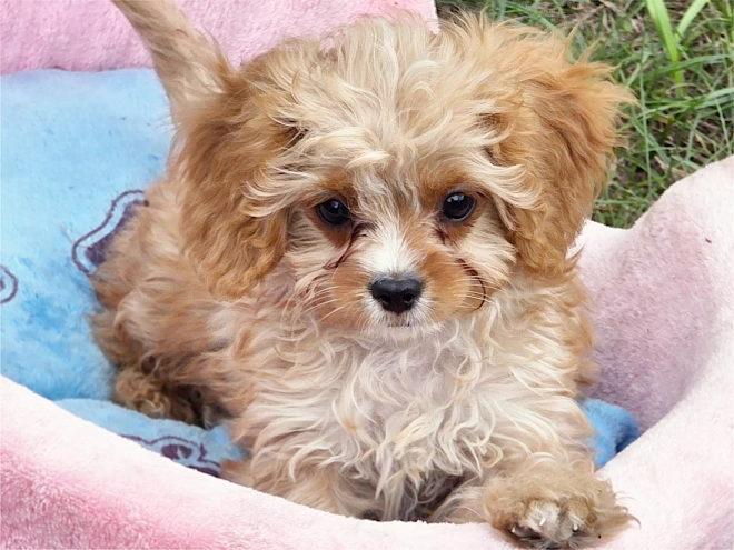 Cavapoo puppy for sale