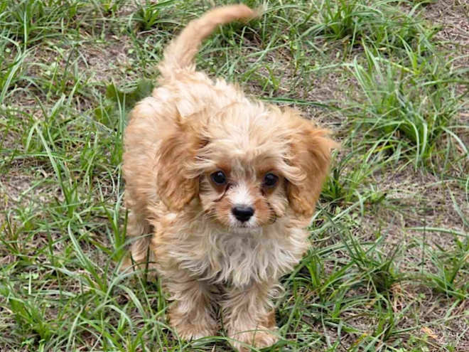 Cavapoo puppy for sale
