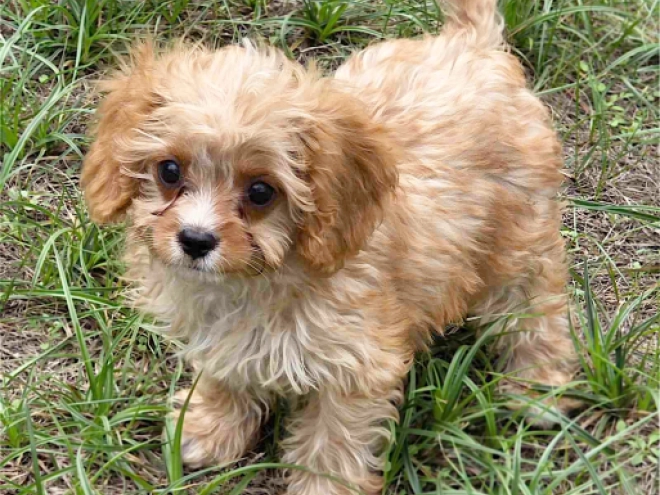 Cavapoo puppy for sale