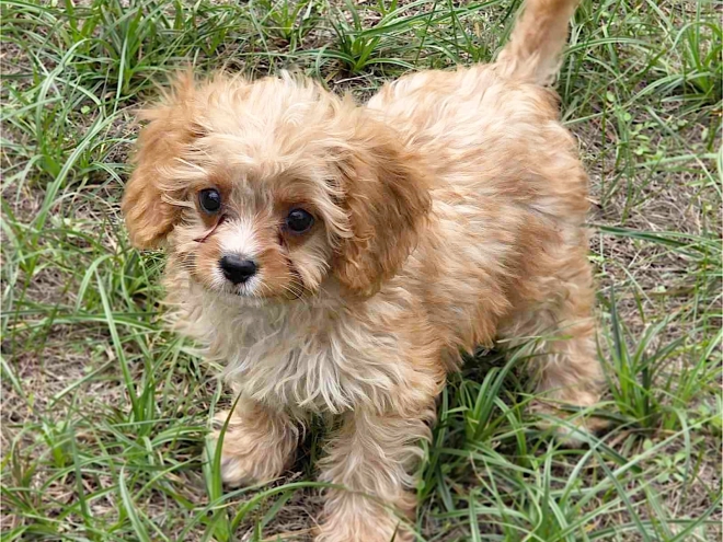 Cavapoo puppy for sale