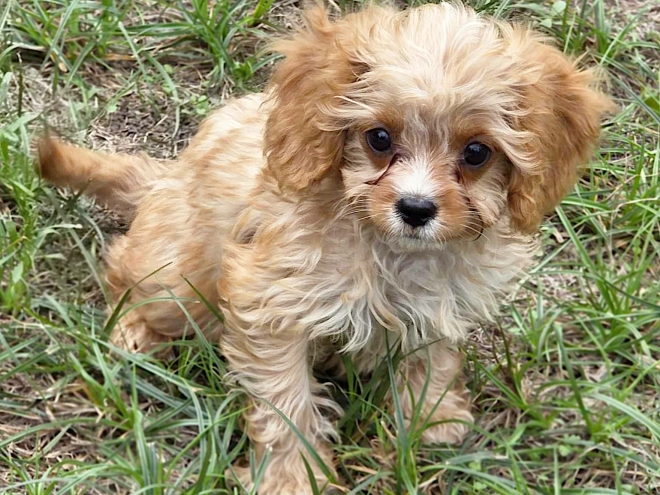 Cavapoo puppy for sale