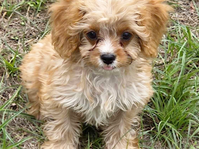 Cavapoo puppy for sale