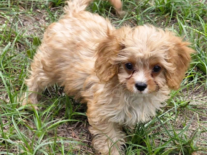 Cavapoo puppy for sale