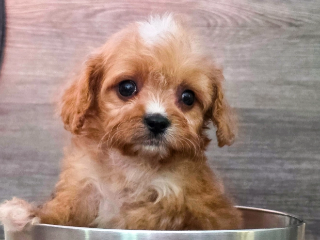 Cavapoo puppy for sale
