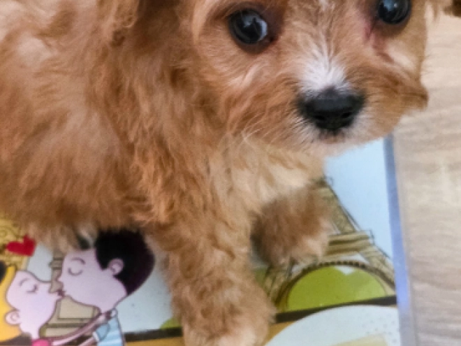 Cavapoo puppy for sale