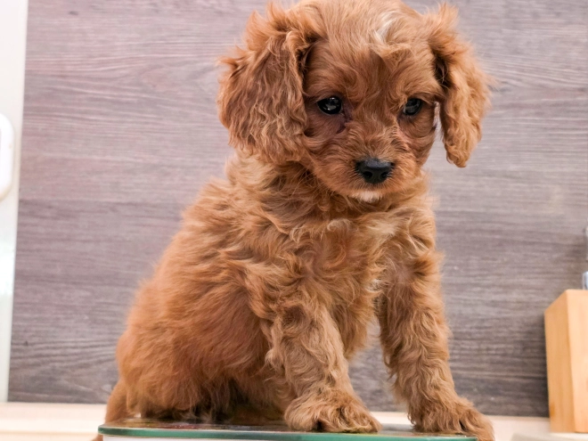 Cavapoo puppy for sale