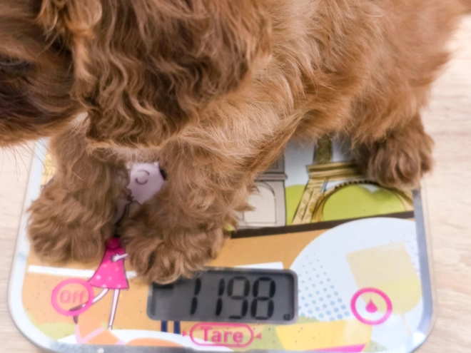Cavapoo puppy for sale