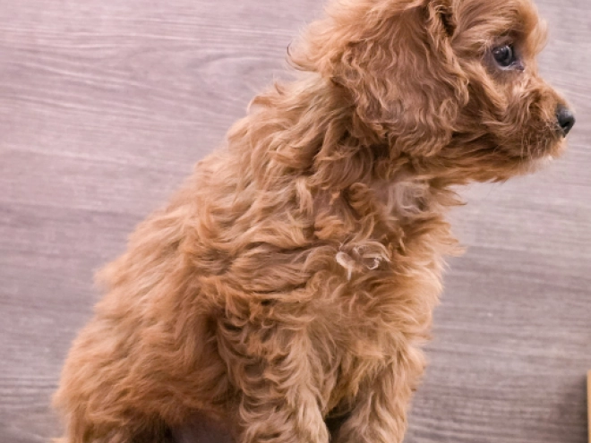 Cavapoo puppy for sale