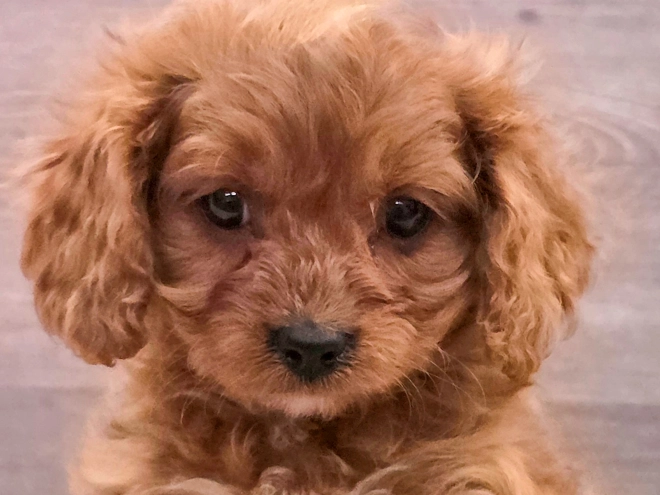Cavapoo puppy for sale