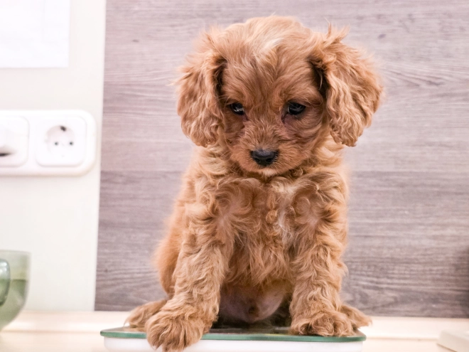 Cavapoo puppy for sale