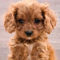 Mini Mo – F1, golden Cavapoo for sale
