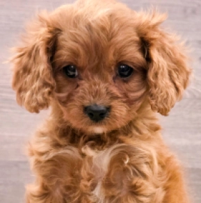 Cavapoo puppy for sale